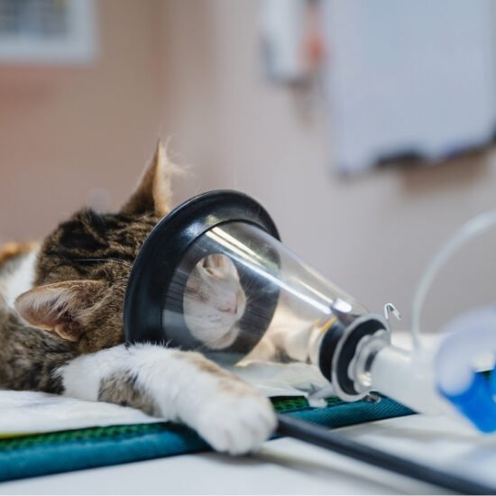 A cat under anesthesia at a veterinary hospital has its head in a clear cone that connects to a breathing monitor tube.