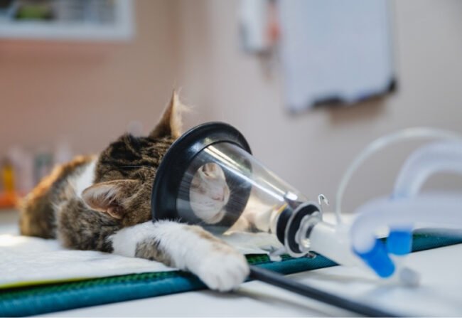 A cat under anesthesia at a veterinary hospital has its head in a clear cone that connects to a breathing monitor tube.