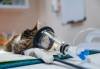 Breathing-Monitor-for-Vet-Anesthesia_Portfolio_FI
